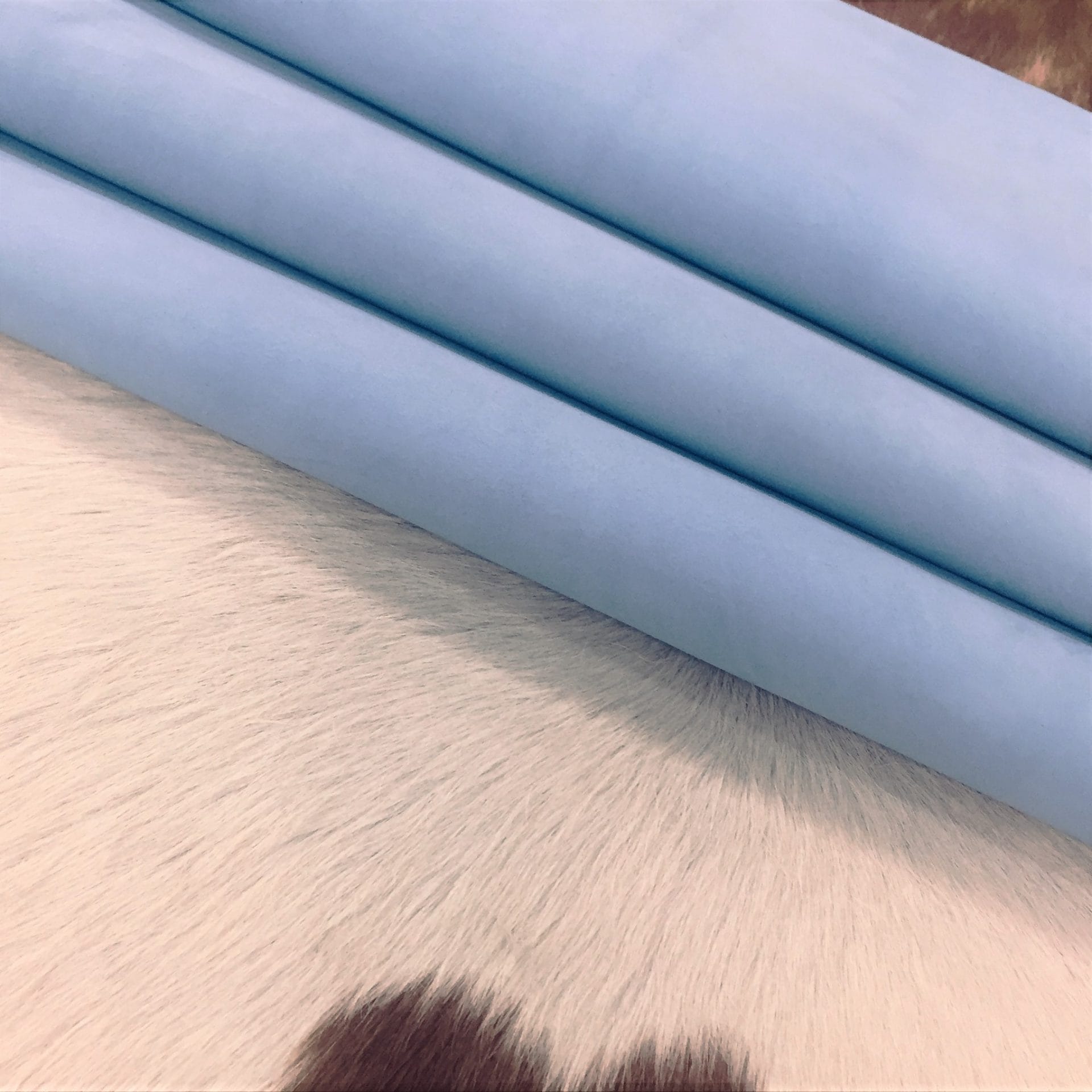 alaska blue (2)
