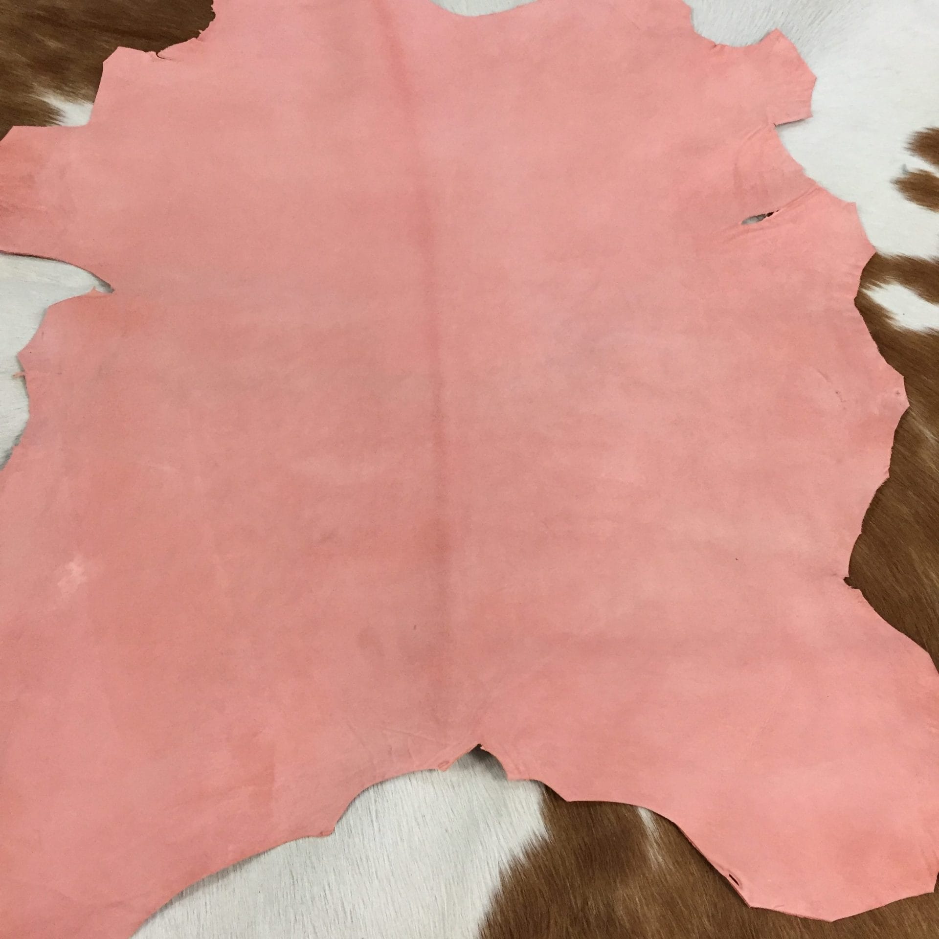 coral haze (1)