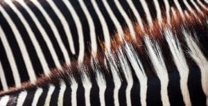 Close-up of leather-textured zebra pattern for fashion design – Avetco Inc. banner 15