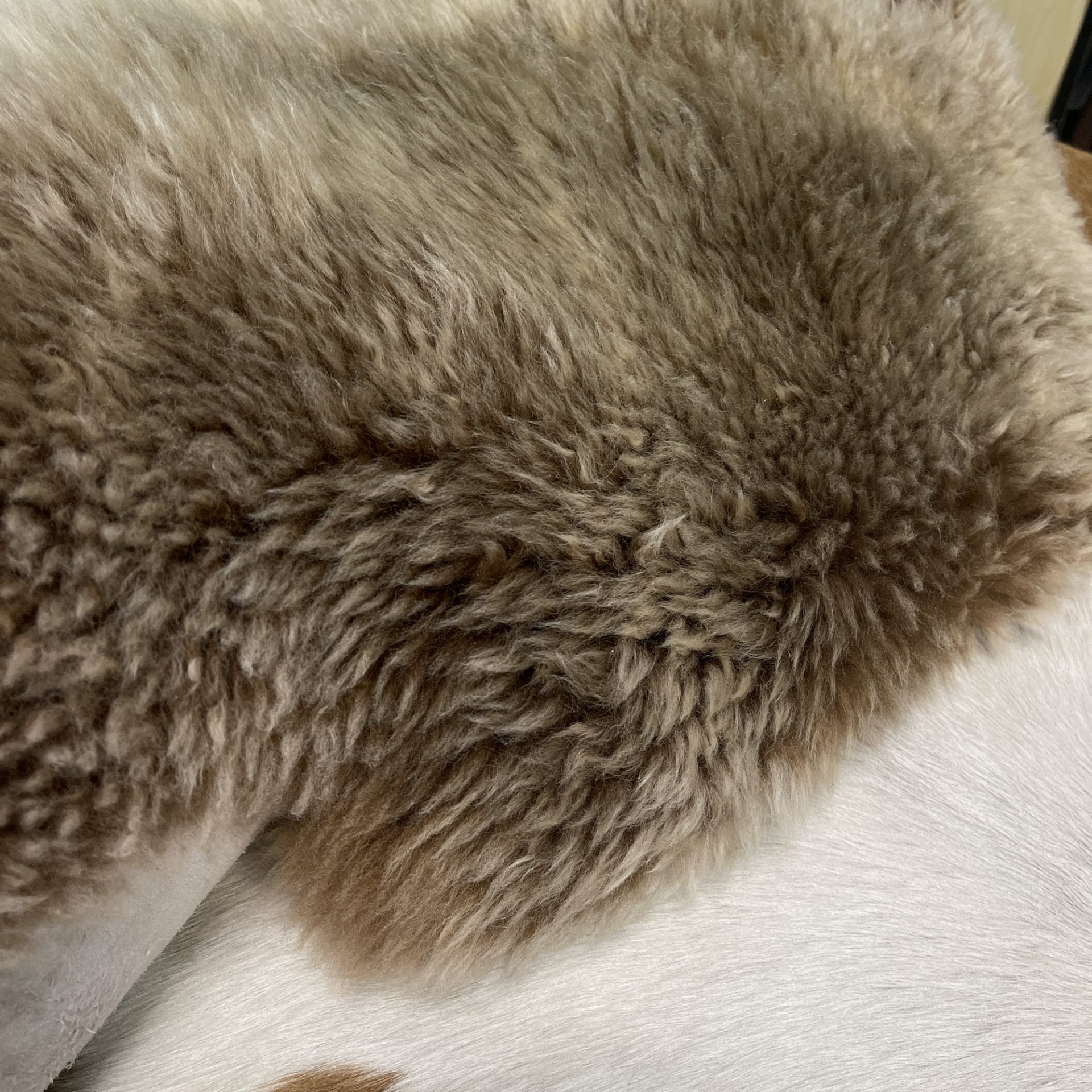 Australian-Sheepskin Cappuccino avetcoinc (2)